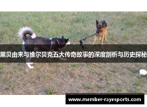 黑贝由来与维尔贝克五大传奇故事的深度剖析与历史探秘